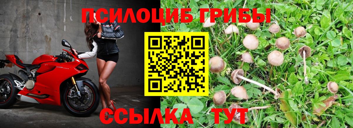 Псилоцибиновые грибы Psilocybine cubensis Балашов